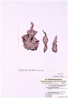 藏品(長葉紫菜)的圖片